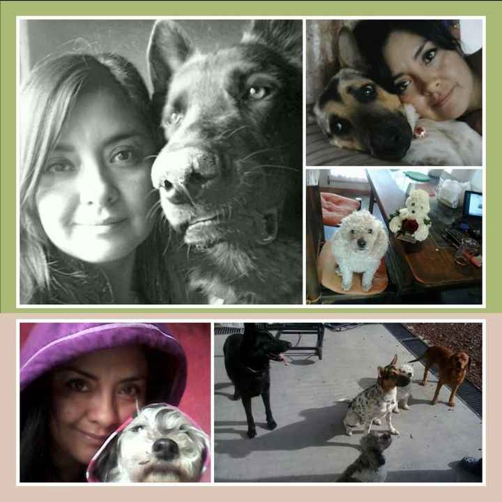 Conoce a mi mascota - 1