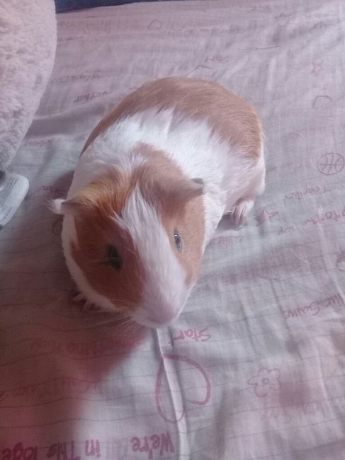 Decirle adiós a tu mascota 🐶❤ - 1