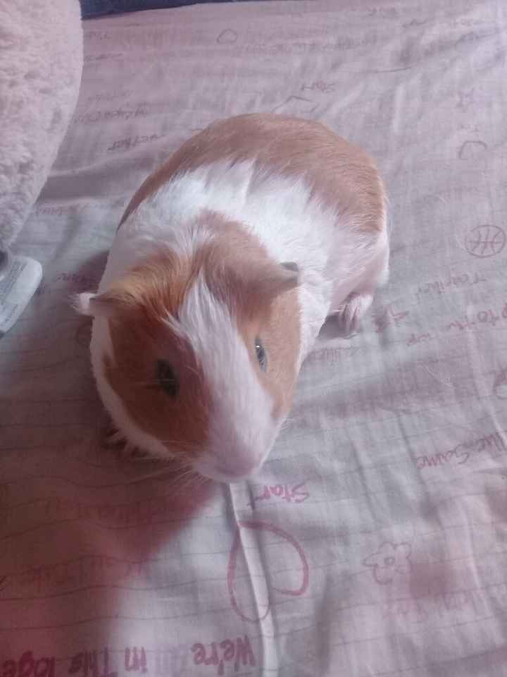 Decirle adiós a tu mascota 🐶❤ - 1