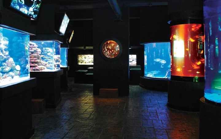 6. Acuario Interactivo 