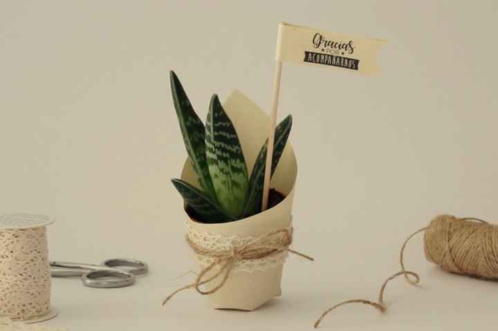 plantas decorativas