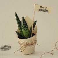plantas decorativas