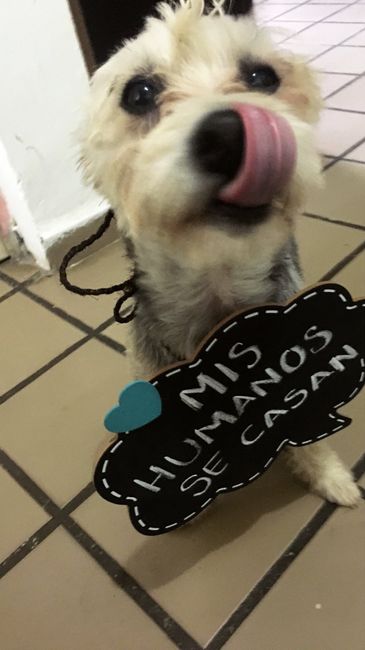 Anuncio de 💍🐶 - 2