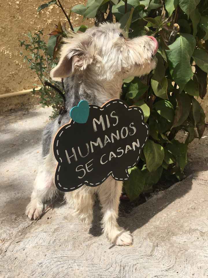 Anuncio de 💍🐶 - 3