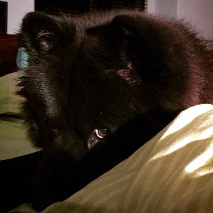 ¿Tienes un despertador besucón? - 1