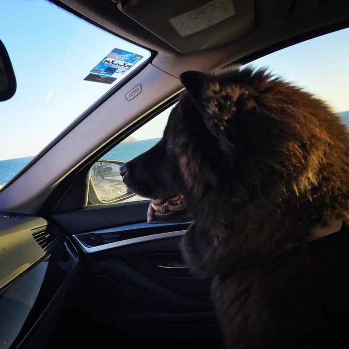 Tienen mascotas(?) - 1