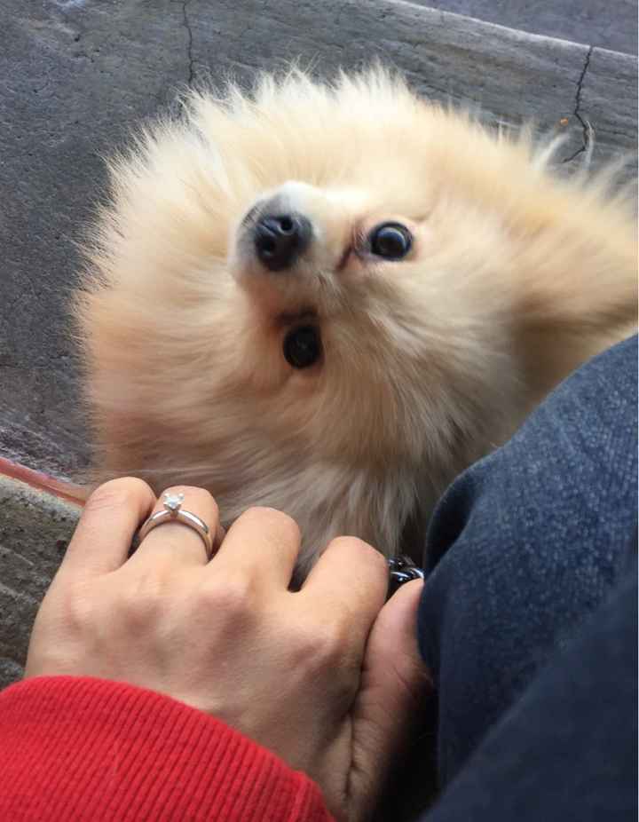 ¿cuál fue la última foto que le tomaron a su anillo? 💍 - 1