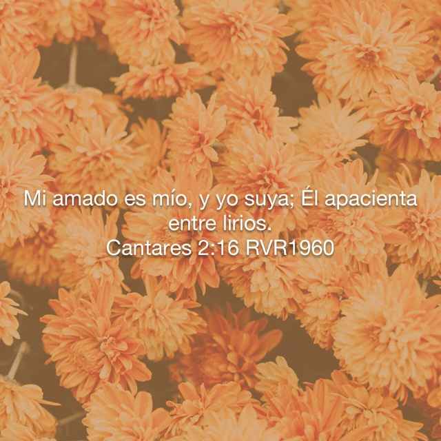 Amor amor 
