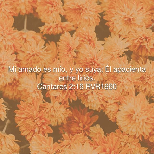 Amor amor 