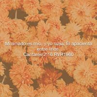 Amor amor 