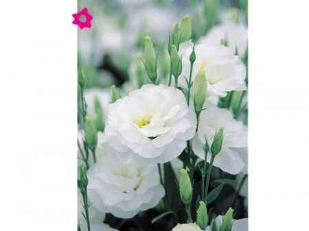 lisianthus