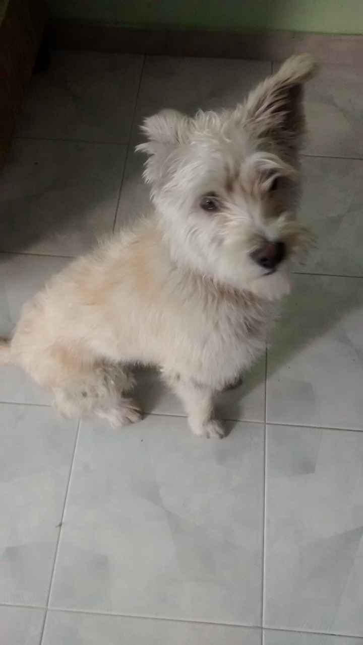La foto de tu mascota! - 1