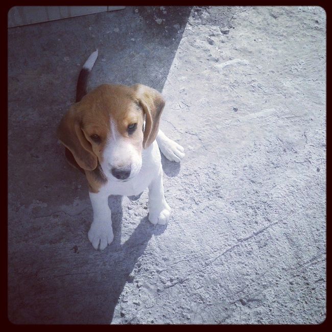 Mis mascotitas - 1