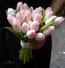 tulipanes