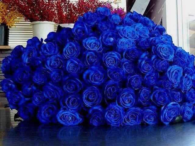 rosas azules 