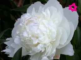 peonias