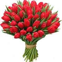 tulipanes