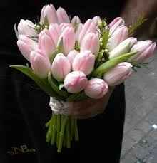 tulipanes