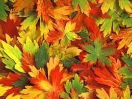 Hojas en otoño