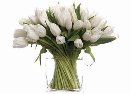 rosas 