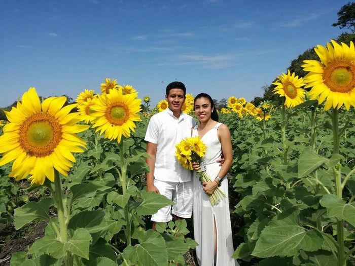Cultivo de girasoles 