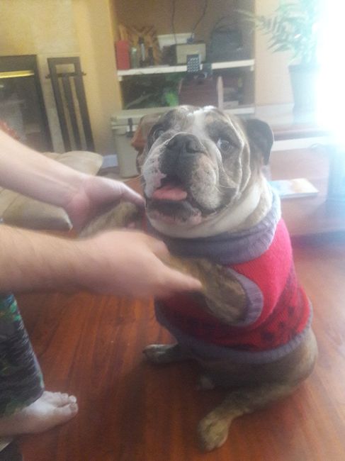  y tus mascotas ? - 2