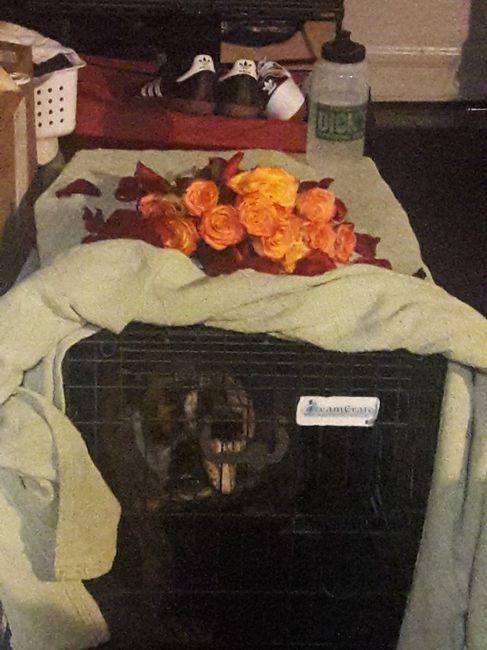  San valentin¡¡¡ sorprendida - 3