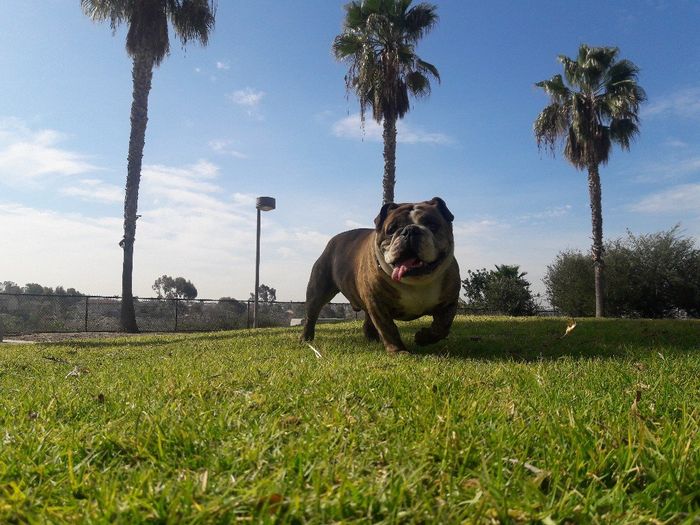 Tu mascota en su día  b - 1