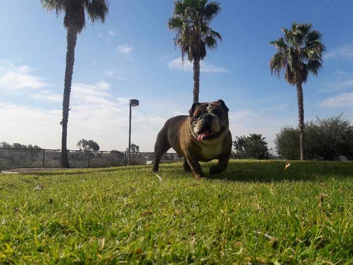 Tu mascota en su día  b - 1