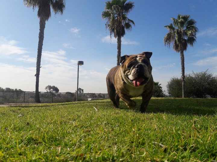 Les presento a bailey - 2