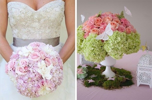 hortensia