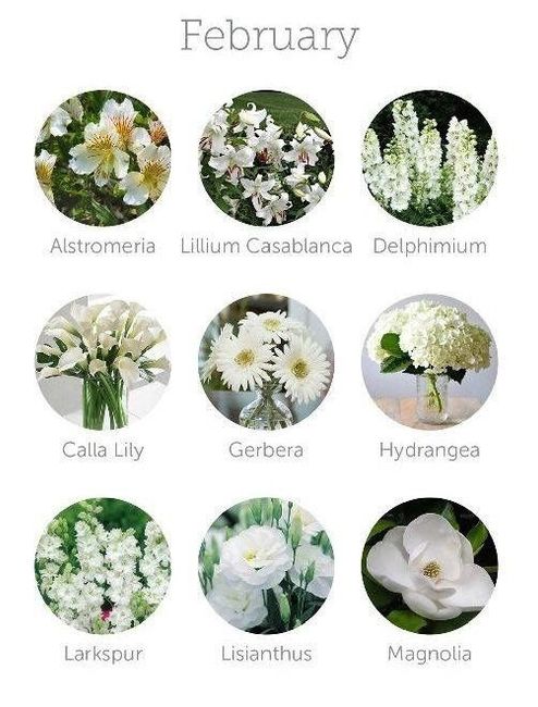 Flores de Febrero