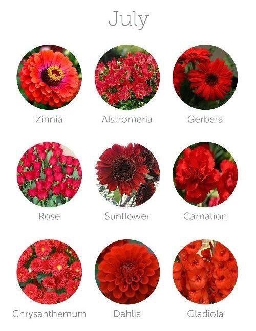 Flores de Julio