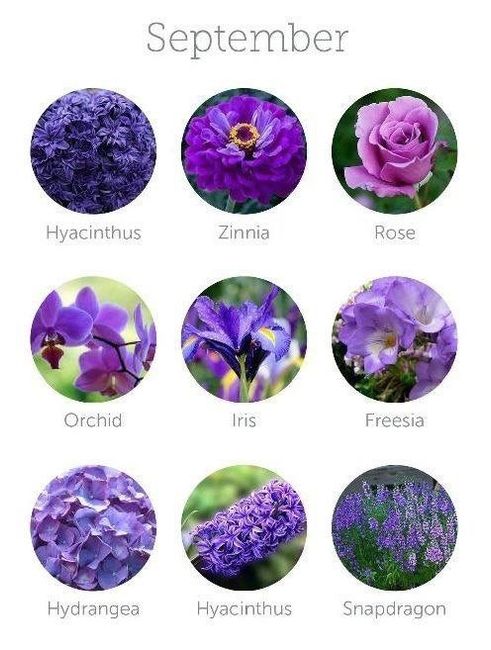 Flores de Septiembre