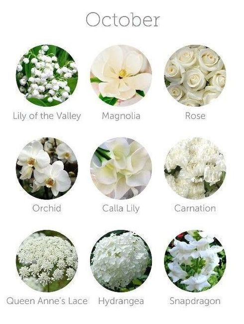 Flores de Octubre