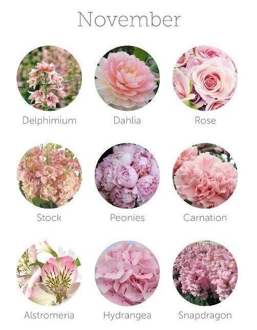 Flores de Noviembre