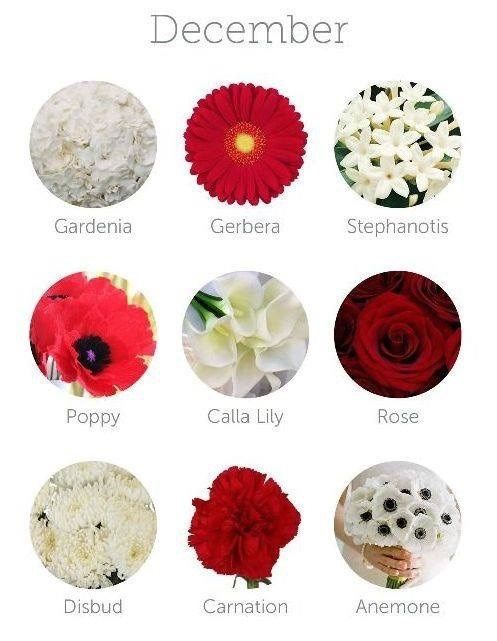 Flores de Diciembre