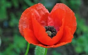amapola