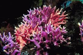 Coral
