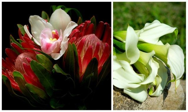 Flores de Invierno