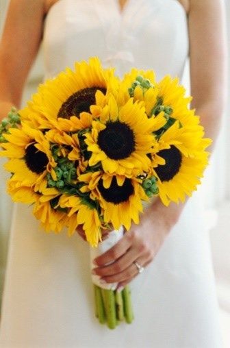 girasoles
