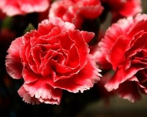 Clavel