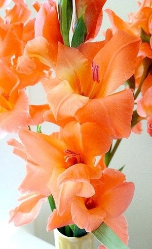 Gladiola