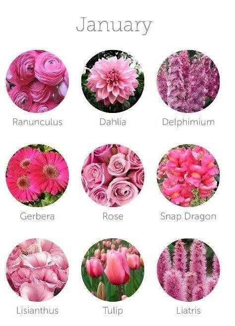 Flores de Enero
