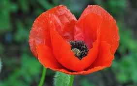 amapola