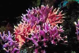 Coral