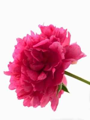 Rosa profundo