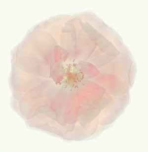 Rosa champaña
