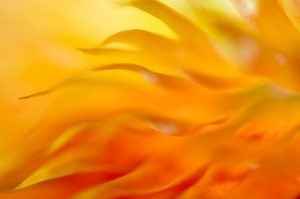 Amarillo solar
