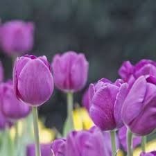 el tulipan purpura